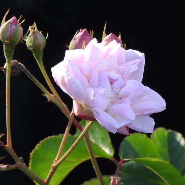 Blush Noisette Climbing Rose (Rosa Blush Noisette) 1